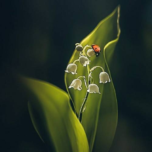 صالح بهمنش کاشکی برگردی نفس رفتی تو ای هم نفس من